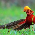 Photo: Golden Pheasant