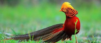 Photo: Golden Pheasant