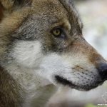 Photos of beautiful wolves. CC0 