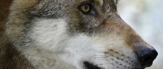 Photos of beautiful wolves. CC0 