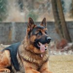 german shepherd pictures