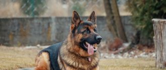 german shepherd pictures