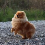 Pomeranian Spitz photos