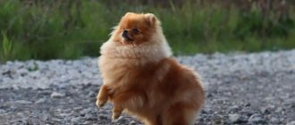 Pomeranian Spitz photos