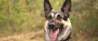 pictures of East European Shepherd