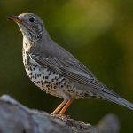 Photo of a thrush