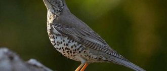 Photo of a thrush