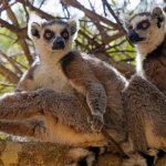 Photo of two ring-tailed lemurs sitting on a tree in Isalu National Park, Madagascar