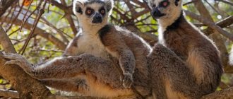 Photo of two ring-tailed lemurs sitting on a tree in Isalu National Park, Madagascar