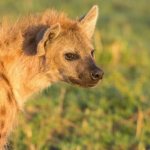 Photo of a hyena