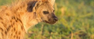 Photo of a hyena