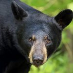 Photo of a baribal (black bear) looking at the camera in Ontario, Canada