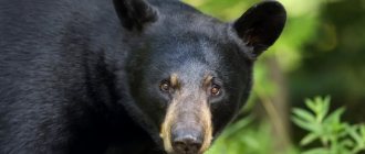 Photo of a baribal (black bear) looking at the camera in Ontario, Canada