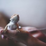 Reptile photo: bearded dragon on human hand