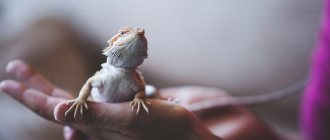 Reptile photo: bearded dragon on human hand