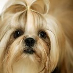 Shih Tzu photo