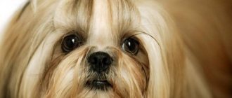 Shih Tzu photo