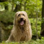 French Shepherd Briard.