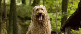 French Shepherd Briard.