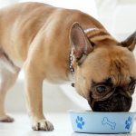 French-bulldog-dog-Description-features-care-maintenance-and-price-of-breed-9