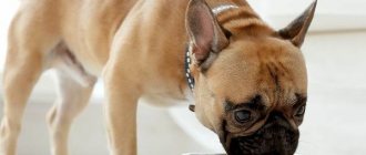 French-bulldog-dog-Description-features-care-maintenance-and-price-of-breed-9