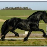 Friesian horse