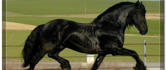 Friesian horse