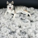 Furminator for dogs