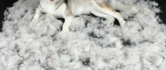 Furminator for dogs