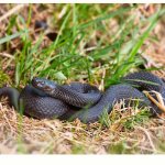 Common viper, snakes of the Poskovye region