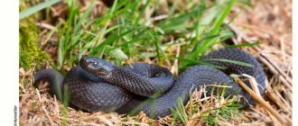 Common viper, snakes of the Poskovye region