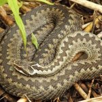 Viper-snake-Description-features-species-lifestyle-and-habitat-of-viper-2