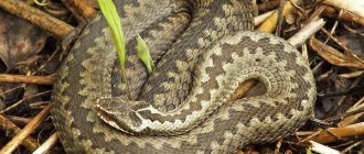 Viper-snake-Description-features-species-lifestyle-and-habitat-of-viper-2