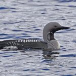 black-throated loon