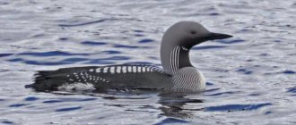 black-throated loon