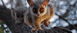 Galago