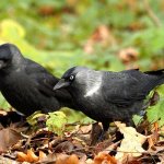 jackdaw bird