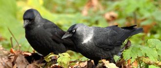 jackdaw bird