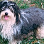 Havanese Bichon on a walk