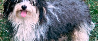 Havanese Bichon on a walk