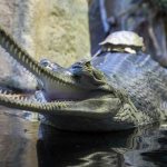 Gharial-crocodile-Description-features-species-lifestyle-and-habitat-gharial-10