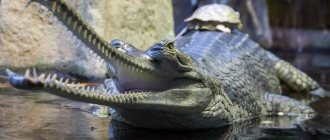 Gharial-crocodile-Description-features-species-lifestyle-and-habitat-gharial-10