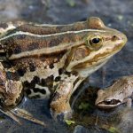 Where does the sharp-faced frog live?