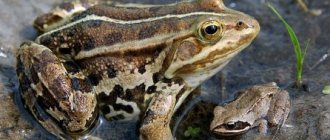 Where does the sharp-faced frog live?