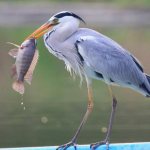 where does the gray heron live