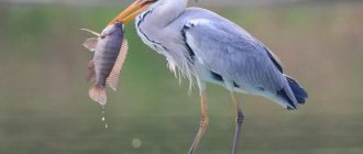 where does the gray heron live