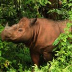 Where does the Sumatran rhinoceros live?