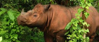 Where does the Sumatran rhinoceros live?