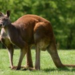 where do kangaroos live