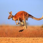 Where do kangaroos live?